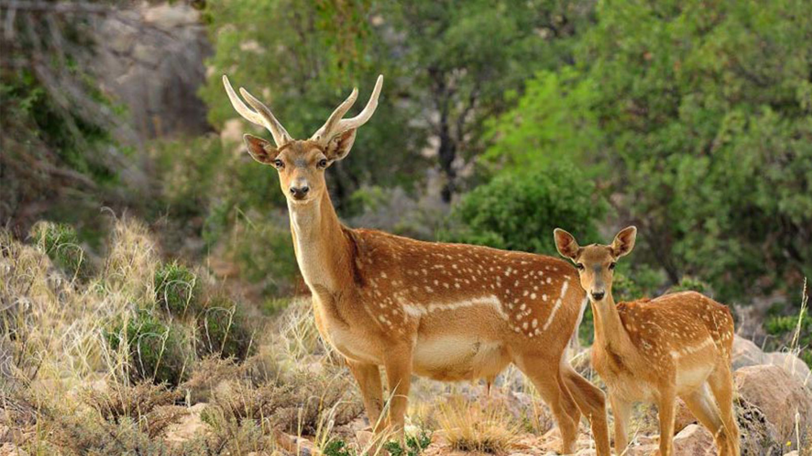 منطقه حفاظت شده دشت ناز