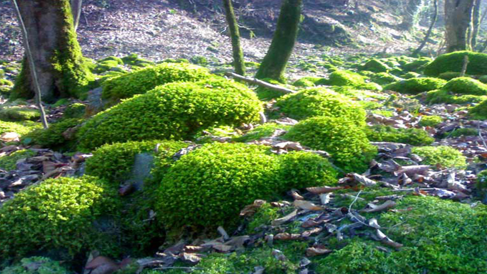 پناهگاه حیات و حش سمسکنده